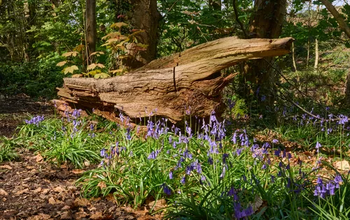Bluebells against log This landscape photograph captures a vibrant patch of bluebells growing beside a decaying log in a woodland area. The scene is illuminated by the soft morning light, which highlights the lush green plants and the textures of the aged wood. Taken during spring, the image showcases the seasonal bloom of bluebells and the fresh foliage surrounding the trees. The natural beauty of the woodland is enhanced by the interplay of sunlight and shade, emphasizing the renewal and growth associated with spring.